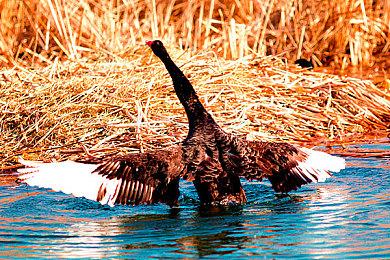 《四海兄弟：故乡》免费更新要来 引入搭便车模式